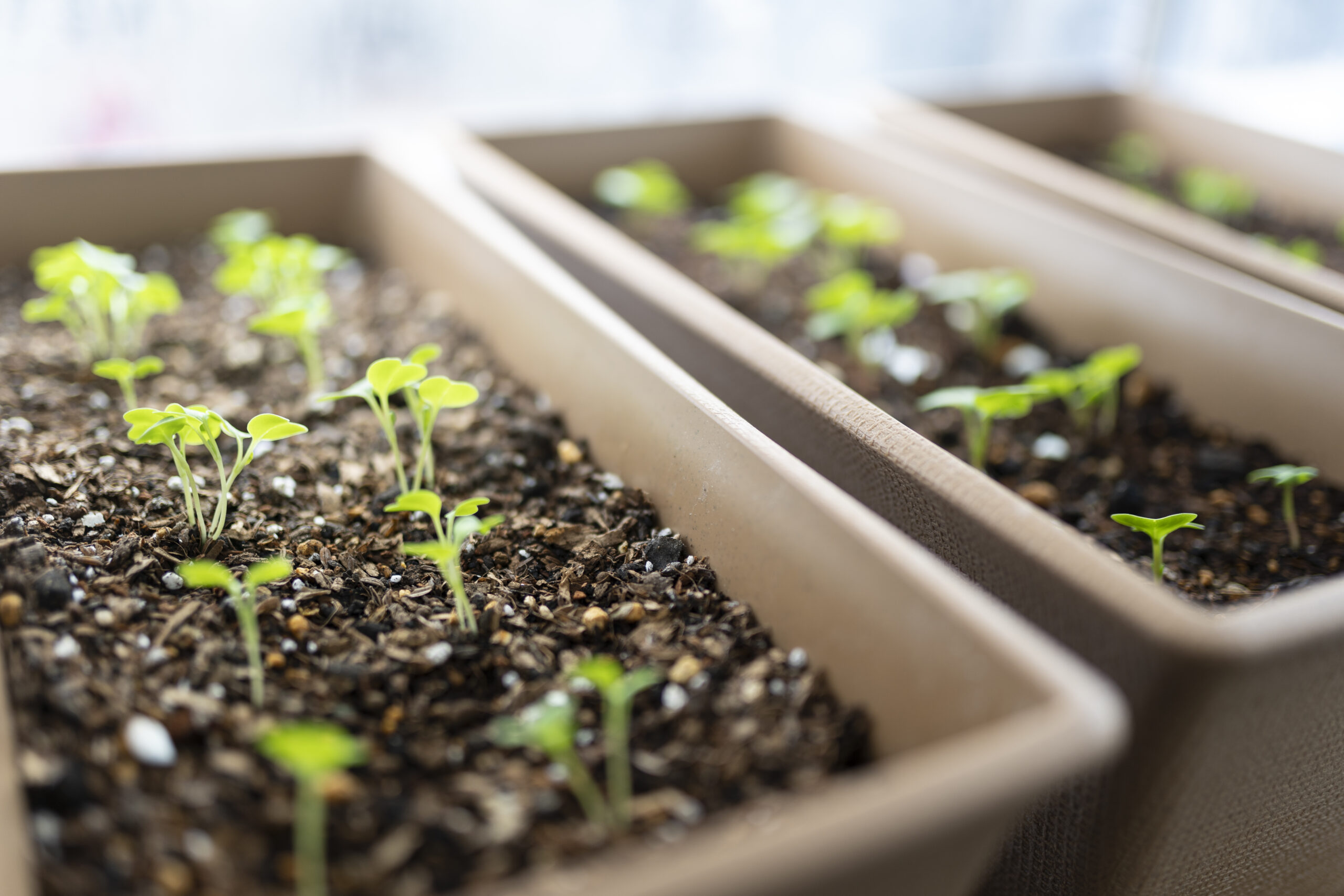冬の家庭菜園に挑戦 おすすめの野菜と注意点を解説 Diy Labo