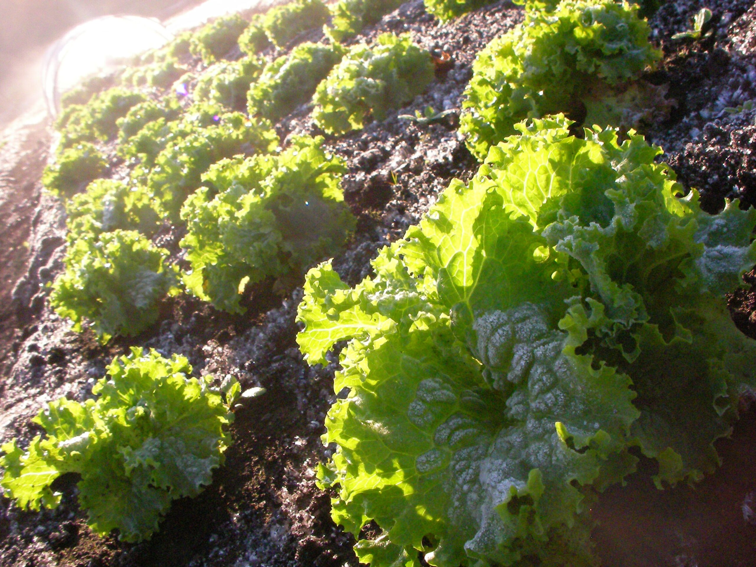 冬の家庭菜園におすすめの野菜5選！