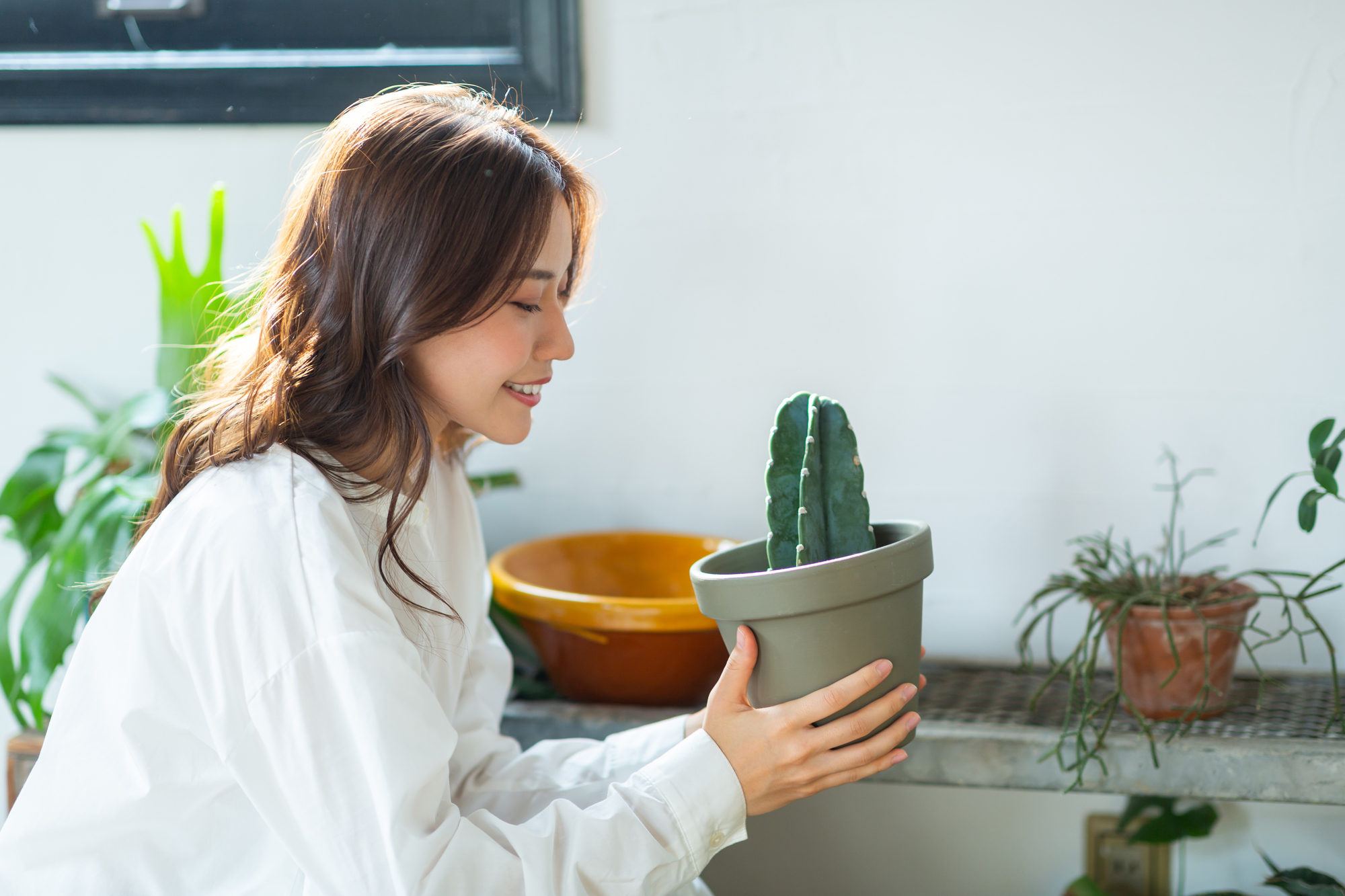 サボテンには植え替えが必要