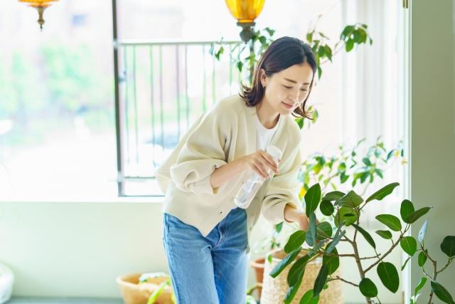 観葉植物を育てるときのポイント