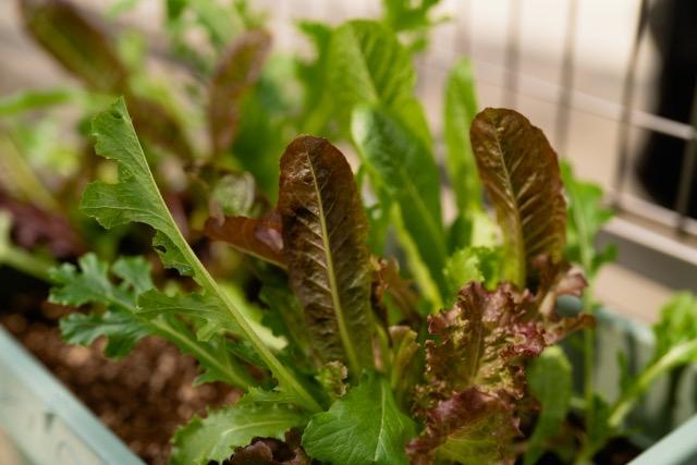 秋の家庭菜園 育てやすい野菜を紹介 Diy Labo