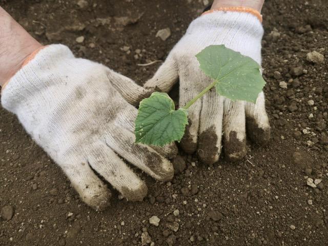 秋野菜を植える・育てる際に気をつけること