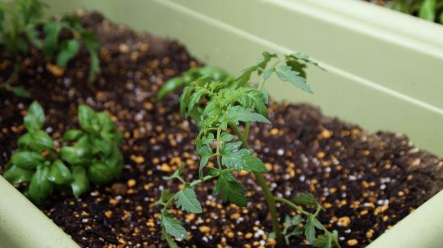 夏の家庭菜園におすすめ プランターで簡単に育てられる野菜 Diy Labo