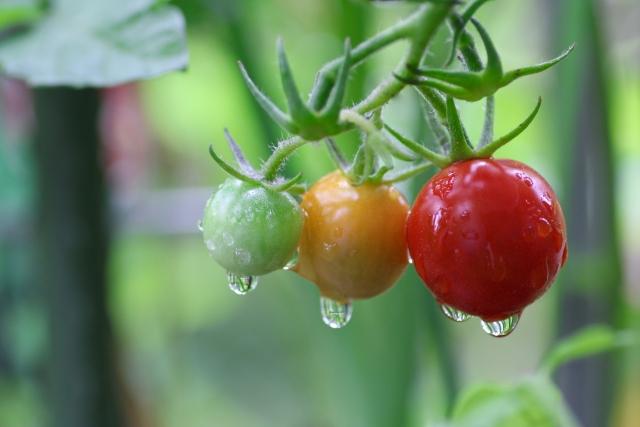 夏の家庭菜園におすすめの野菜3選