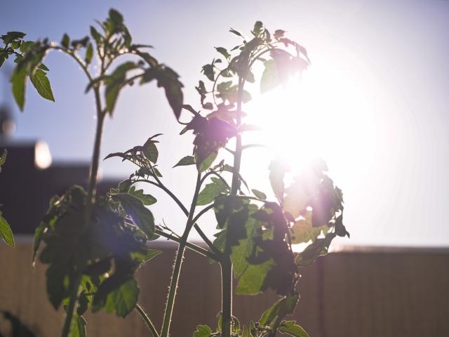 夏の家庭菜園で野菜を育てる時のポイント