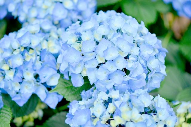 梅雨・長雨の時期に育てやすい花は？