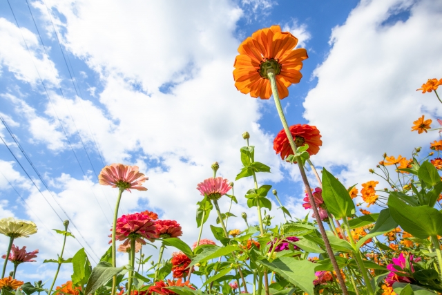 春植えのガーデニングにおすすめの花3選